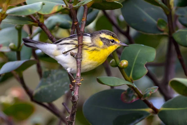 Blackburnian Warbler Setophaga Fusca Шукає Їжу Дереві Птахи Горах Колумбії — стокове фото