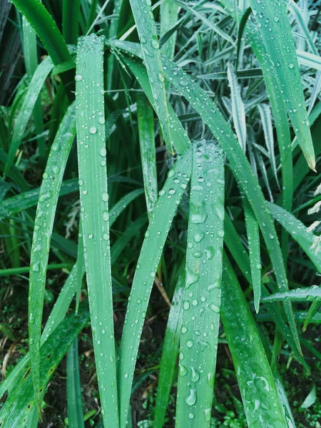 雨后一株绿色的尖叶 — 图库照片