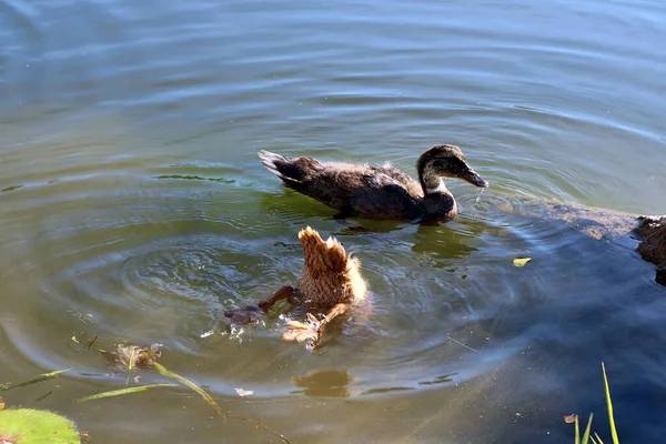 池の中で泳ぐアヒルの高い角度のショット — ストック写真