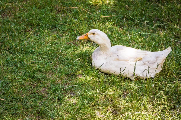 Closeup Domestic White Duck Sitting Grassy Ground Farm — Stock Photo, Image