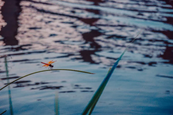 Крупный План Оранжевой Стрекозы Траве Возле Реки — стоковое фото