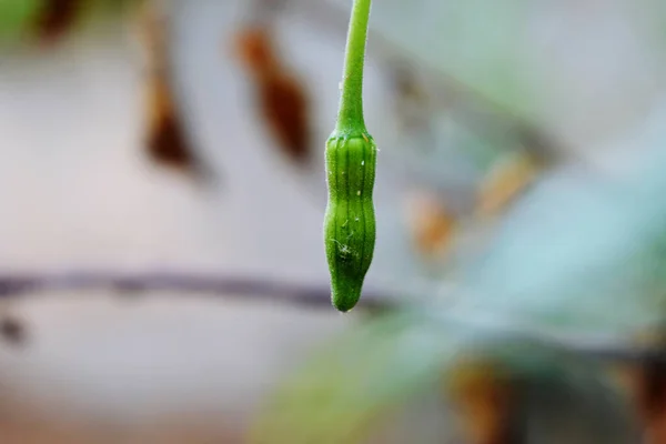 성장하는 녹색식물의 — 스톡 사진