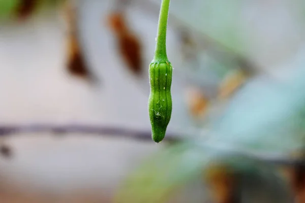 Plan Rapproché Une Plante Verte Croissance — Photo