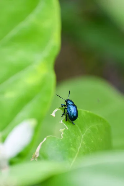 Vertical Closeup Shot Exotic Blue Bug Fresh Leaf — Stock Photo, Image