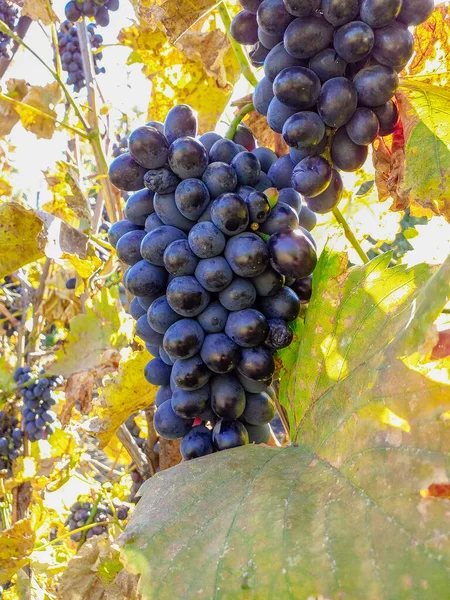 Vertical Shot Black Ripe Grapes Growing Vine Vineyard — Stock Photo, Image