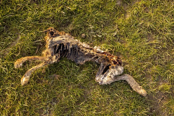 黄金の夕日の光に照らされた氾濫原の牧草地に横たわっている頭を示し 欠落している頭を示す背骨と足を持つ切断された雌馬の死体 — ストック写真