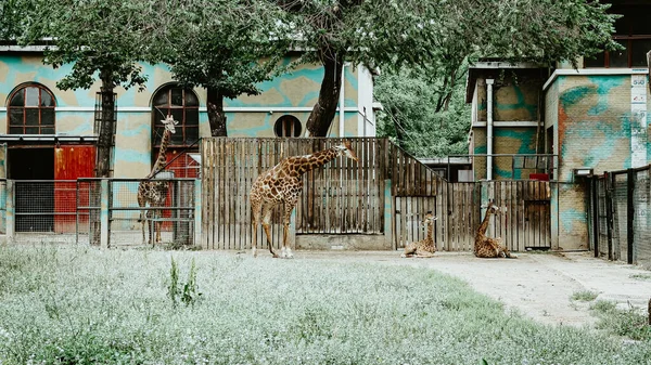 Ağaçlar Binalar Yeşilliklerle Çevrili Bir Parkta Bir Grup Zürafa — Stok fotoğraf