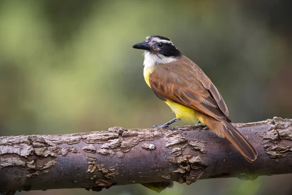 Wielki Kiskadee Pitangus Suluratus Siedzący Spokojnie Suchym Pniu Drzewa Obserwacja — Zdjęcie stockowe