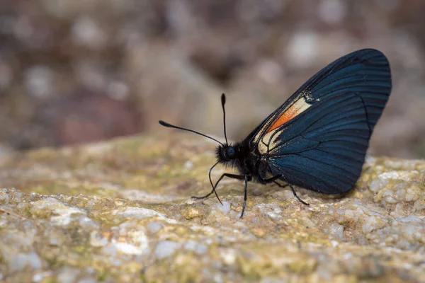 Borboleta Procura Minerais Para Alimentar Uma Rocha Fauna América Sul — Fotografia de Stock