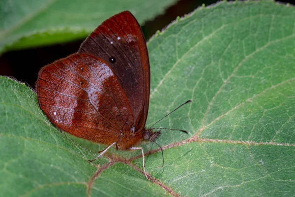 五彩斑斓的蝴蝶在树叶上觅食的场景 来自南美洲的Fauna 哥伦比亚 — 图库照片