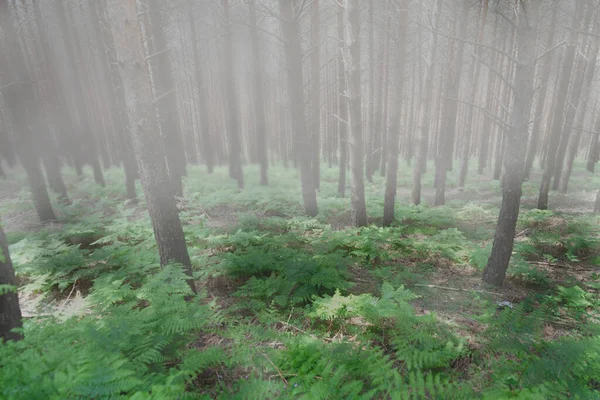 Árvores Nuas Samambaias Verdes Floresta Misteriosa Nebulosa — Fotografia de Stock