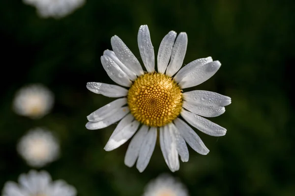 Selective Focus Shot Camomile Covered Dew Drops — Stock Photo, Image