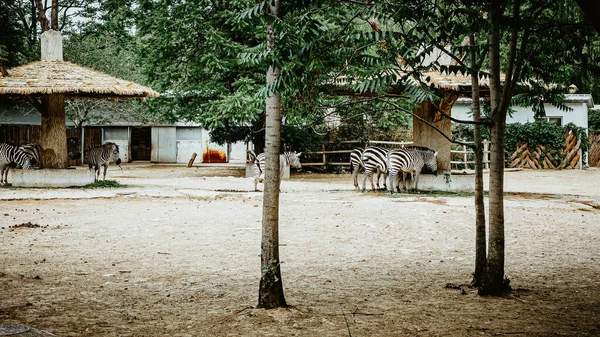 Grupo Zebras Zoológico — Fotografia de Stock