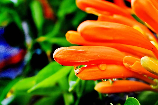 Een Close Shot Van Kleurrijke Bloemen Tuin — Stockfoto