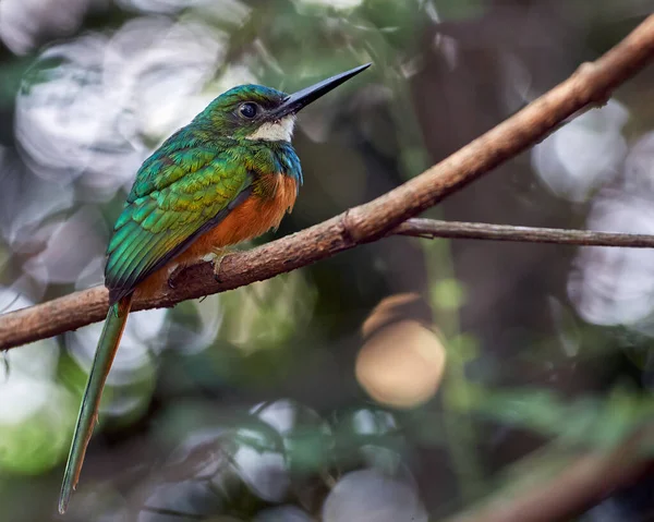 木の枝には素晴らしいルフスの鳥が倒れた — ストック写真