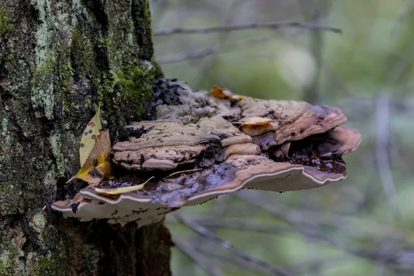 Primer Plano Hongo Pezuña Crece Tronco Árbol —  Fotos de Stock