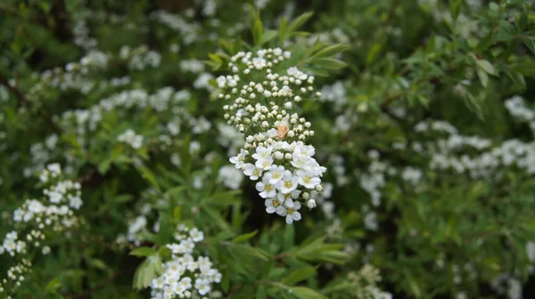 Closeup White Sweet Alyssum Flowers Growing Leaves Garden Blurred Background — Stock Photo, Image