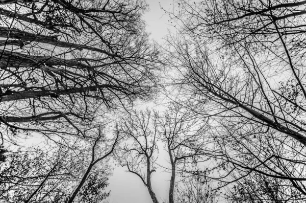 Низкоугольный Снимок Голых Деревьев Парке — стоковое фото