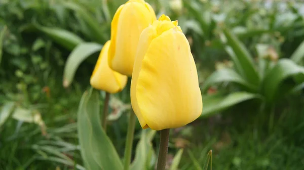 Eine Nahaufnahme Von Leuchtend Gelben Tulpen Die Vom Sonnenlicht Beleuchtet — Stockfoto