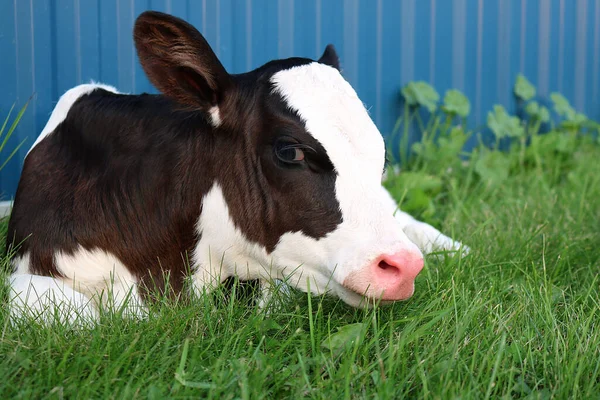 Közelkép Egy Aranyos Fiatal Holstein Tehénről Aki Szkeptikusan Néz Kamerába — Stock Fotó