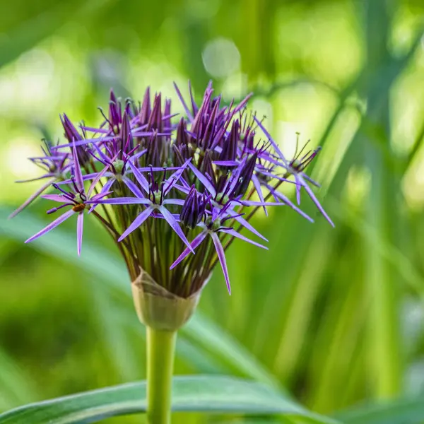 Bahçedeki Mor Allison Çiçeğinin Seçici Odak Noktası — Stok fotoğraf