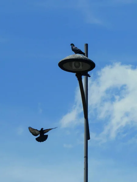 Pájaro Lámpara Calle Otro Volando Alrededor — Foto de Stock