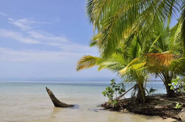 Een Prachtig Uitzicht Zee Met Bomen Het Strand — Stockfoto