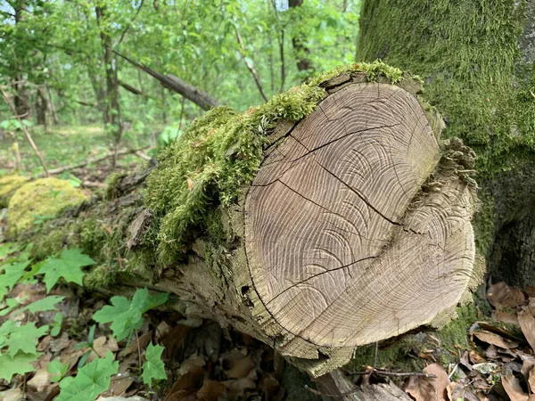 Uma Secção Transversal Uma Velha Árvore Coberta Musgo Floresta — Fotografia de Stock