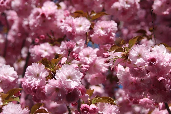 Tiro Seletivo Foco Das Flores Cerejeira Japonesa — Fotografia de Stock
