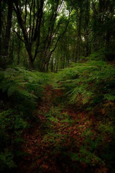 Smal Stig Gömd Majestätiska Träd Den Mystiska Skogen — Stockfoto