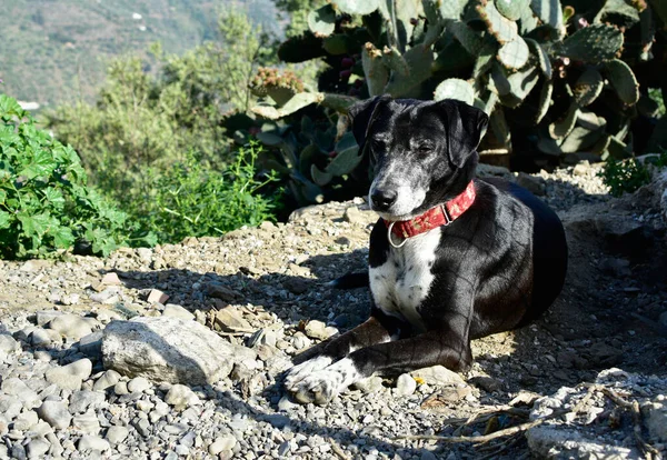 Närbild Patterdale Terrier Hund Liggande Marken — Stockfoto