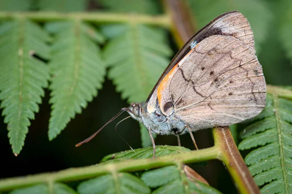 Seitenansicht Eines Schmetterlings Während Einige Sonnenstrahlen Auf Seinen Flügeln Empfängt — Stockfoto
