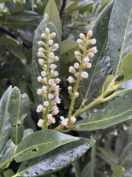 Primer Plano Hojas Laurel Medicinal Flores Con Gotas Agua — Foto de Stock