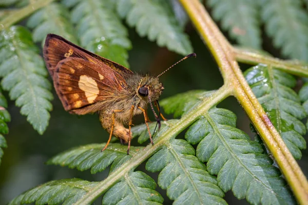 Borboleta Descansando Samambaia Enquanto Toma Alguns Raios Sol Fauna América — Fotografia de Stock