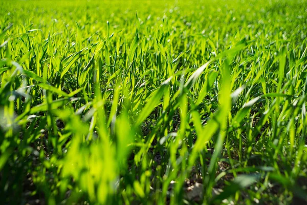 Primer Plano Las Hojas Verdes Campo Durante Luz Del Día — Foto de Stock