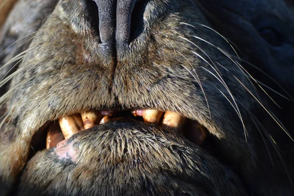 Makro Záběr Tlamy Černého Vlka Strašidelnými Zuby Viditelnými Otevřenými Ústy — Stock fotografie