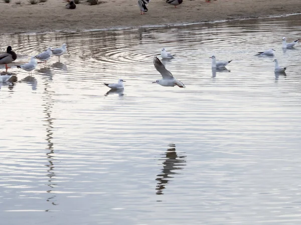 Primer Plano Gaviotas Voladoras Nadadoras — Foto de Stock