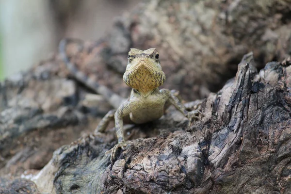 Foco Seletivo Lagarto Árvore Ornata Tronco Árvore Textura Áspera — Fotografia de Stock