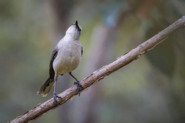 Tropisk Mockingbird Mand Gilvus Tittar Upp Från Liten Trädgren Fåglar — Stockfoto