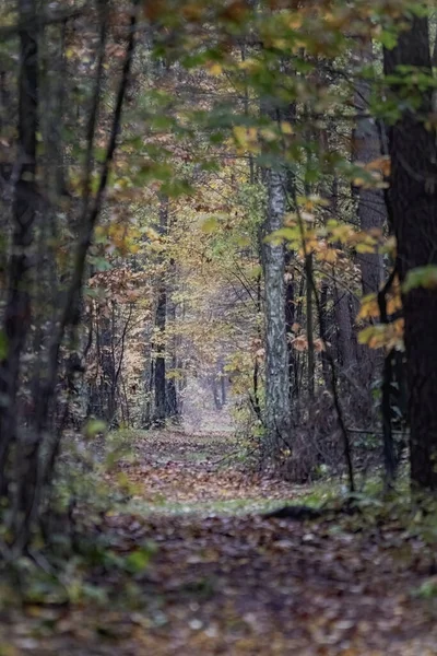 Een Verticale Foto Van Pad Temidden Van Bomen Pad Het — Stockfoto