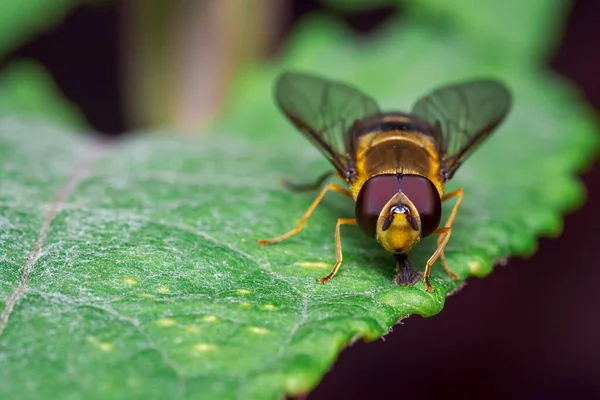 Gelbe Fliege Auf Der Suche Nach Nahrung Auf Einigen Blättern — Stockfoto