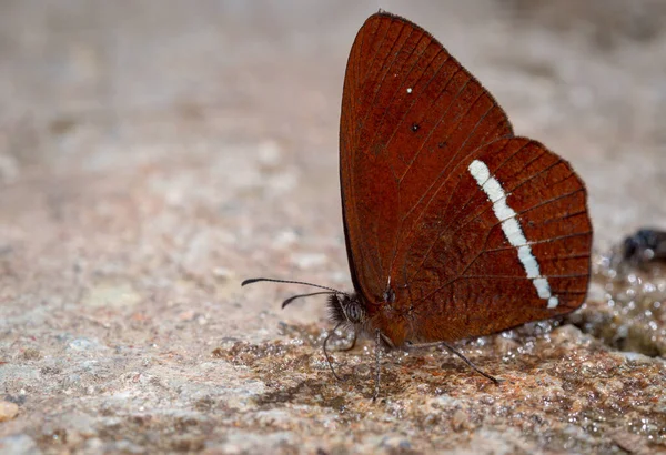 Borboleta Procura Sais Minerais Chão Fauna América Sul Colômbia — Fotografia de Stock