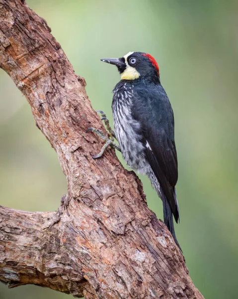 Acord Woodpecker Melanerpes Formicivorus Escondendo Comida Dentro Tronco Uma Árvore — Fotografia de Stock