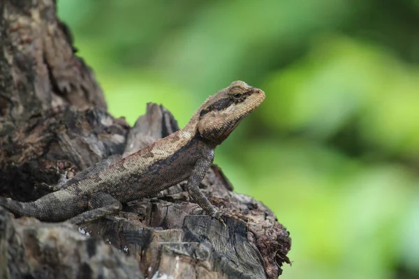 Selective Focus Ornate Tree Lizard Rough Textured Tree Trunk — Stock Photo, Image