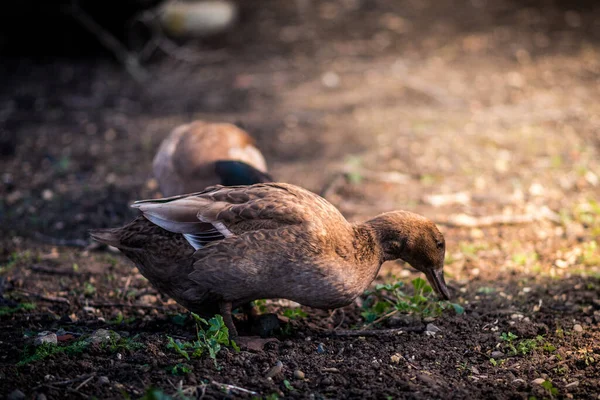 一只吃草的灰褐色鸭子的特写镜头 — 图库照片