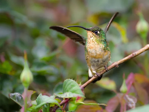 Hummingbird Its Perch Preparing Fly Very Tall — Stock Photo, Image