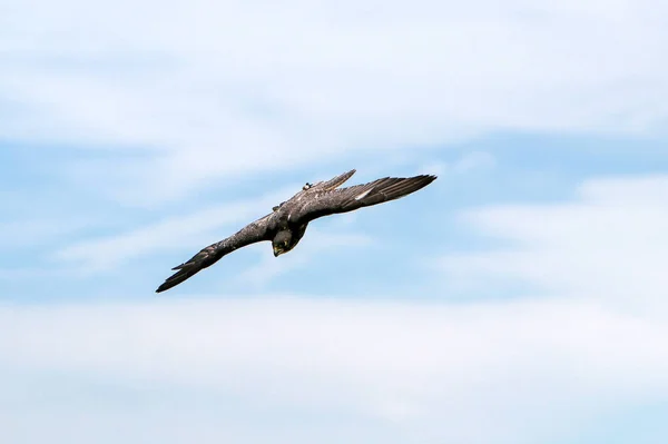 Ein Schuss Eines Vogels Der Himmel Fliegt — Stockfoto