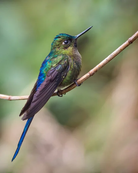 Sylph Cola Violeta Aglaiocercus Coelestis Encaramado Una Pequeña Rama Choco — Foto de Stock