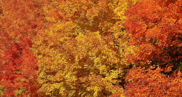 Une Large Vue Oiseau Des Arbres Automne Jaunes Rouges Colorés — Photo