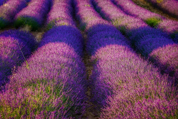Гладкі Ряди Красивих Квітів Лаванди Цвітуть Полі — стокове фото